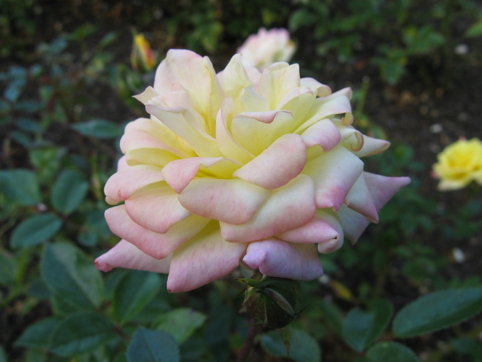 Kos Yellow Rose 1